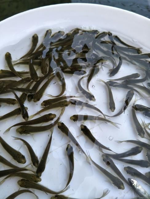 池州鳜鱼养殖欢迎来电 多少钱一斤